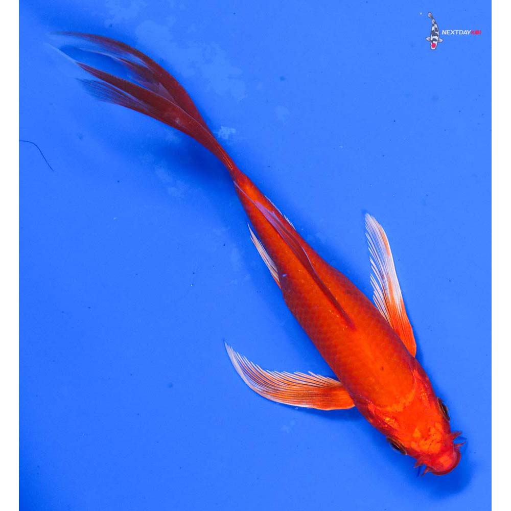 5.5” Imported Orenji Ogon Butterfly Koi