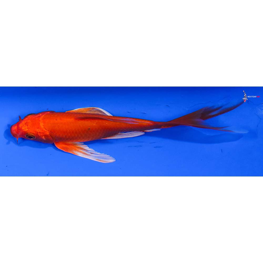 5.5” Imported Orenji Ogon Butterfly Koi