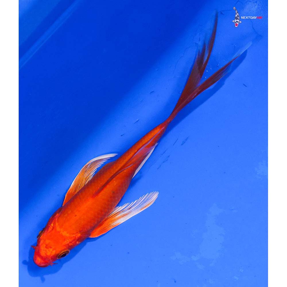 5.5” Imported Orenji Ogon Butterfly Koi
