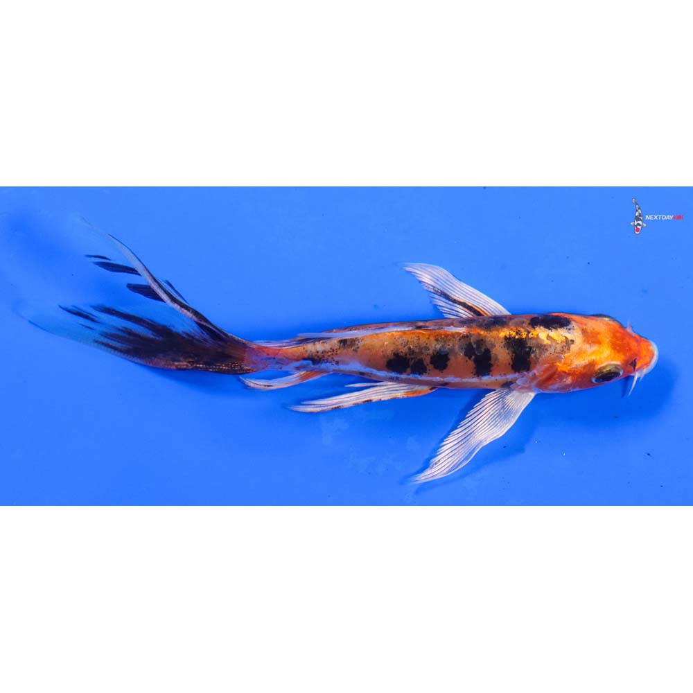 6” Imported Heisei Nishiki Butterfly Koi