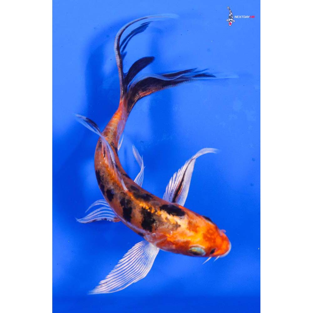 6” Imported Heisei Nishiki Butterfly Koi