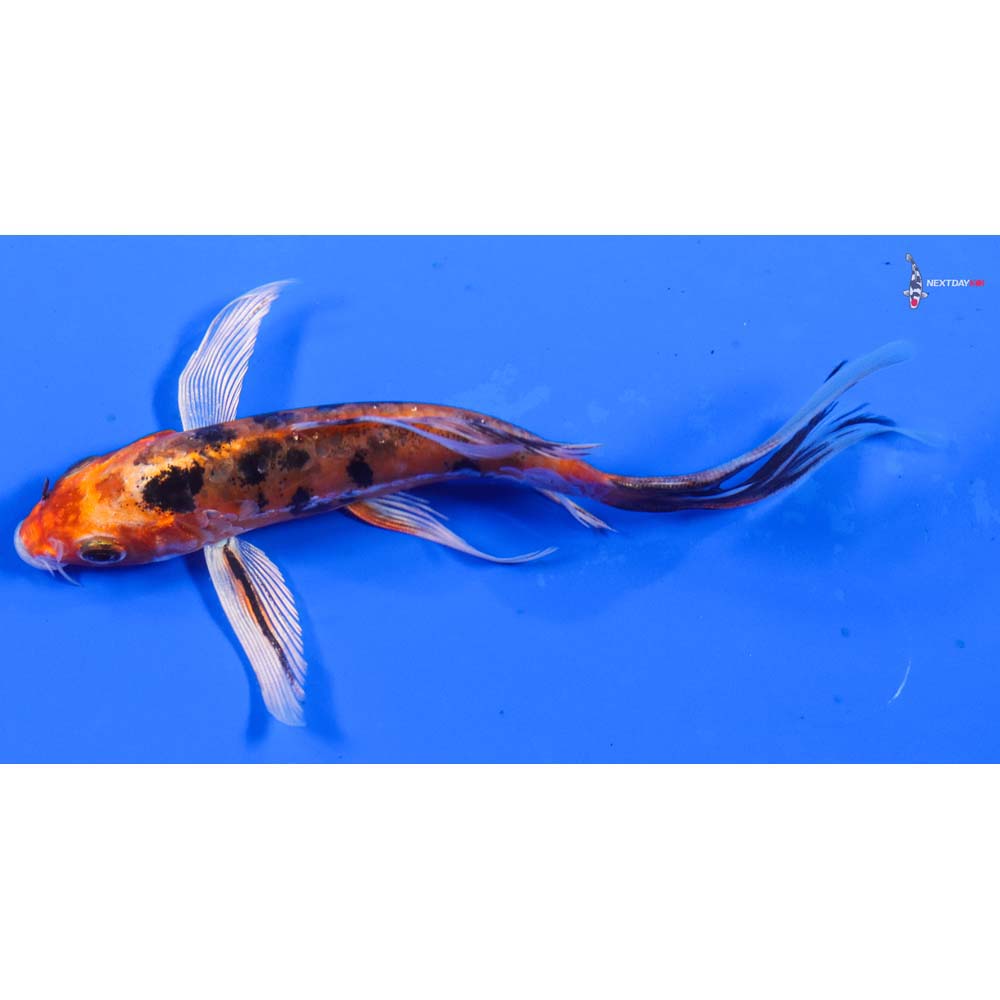 6” Imported Heisei Nishiki Butterfly Koi