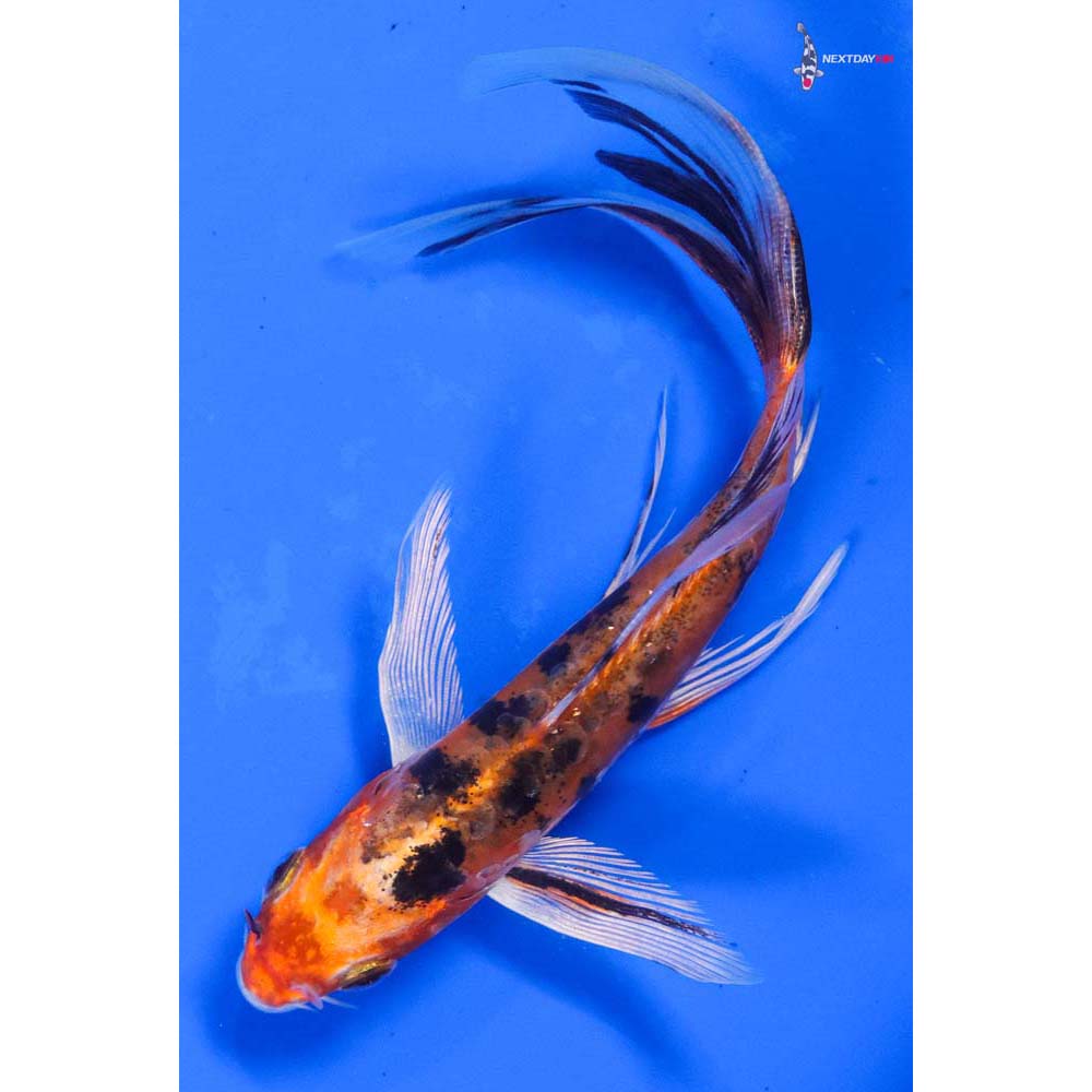 6” Imported Heisei Nishiki Butterfly Koi