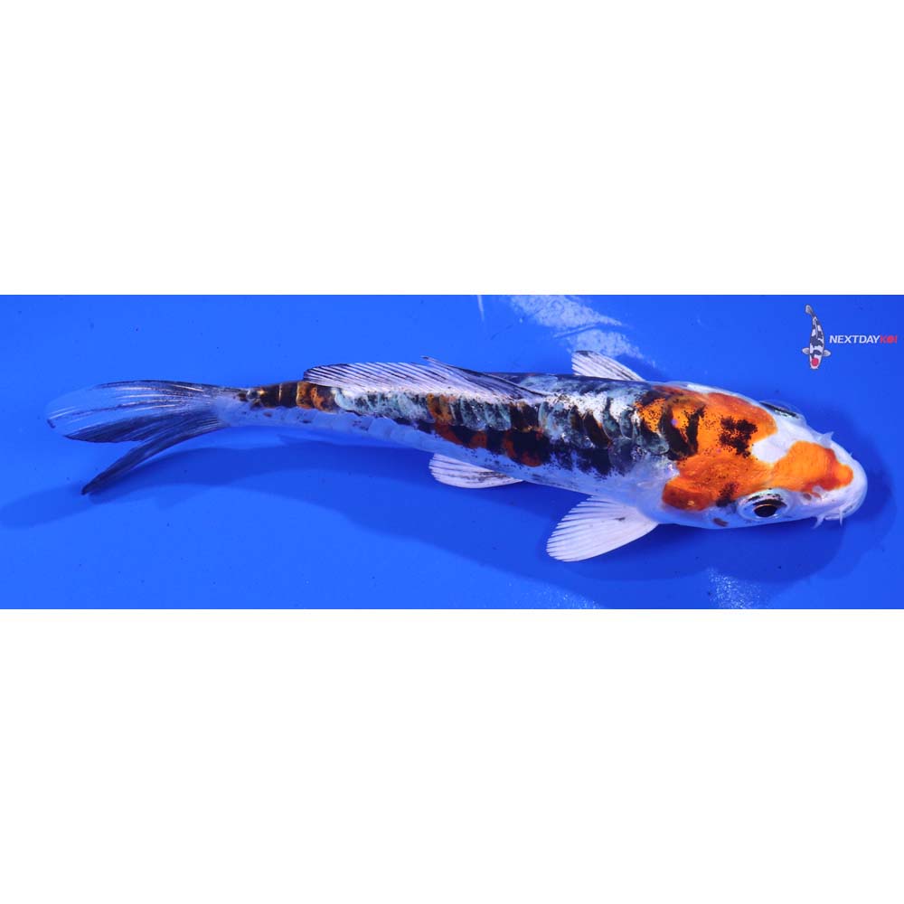 5” Imported Heisei Nishiki
