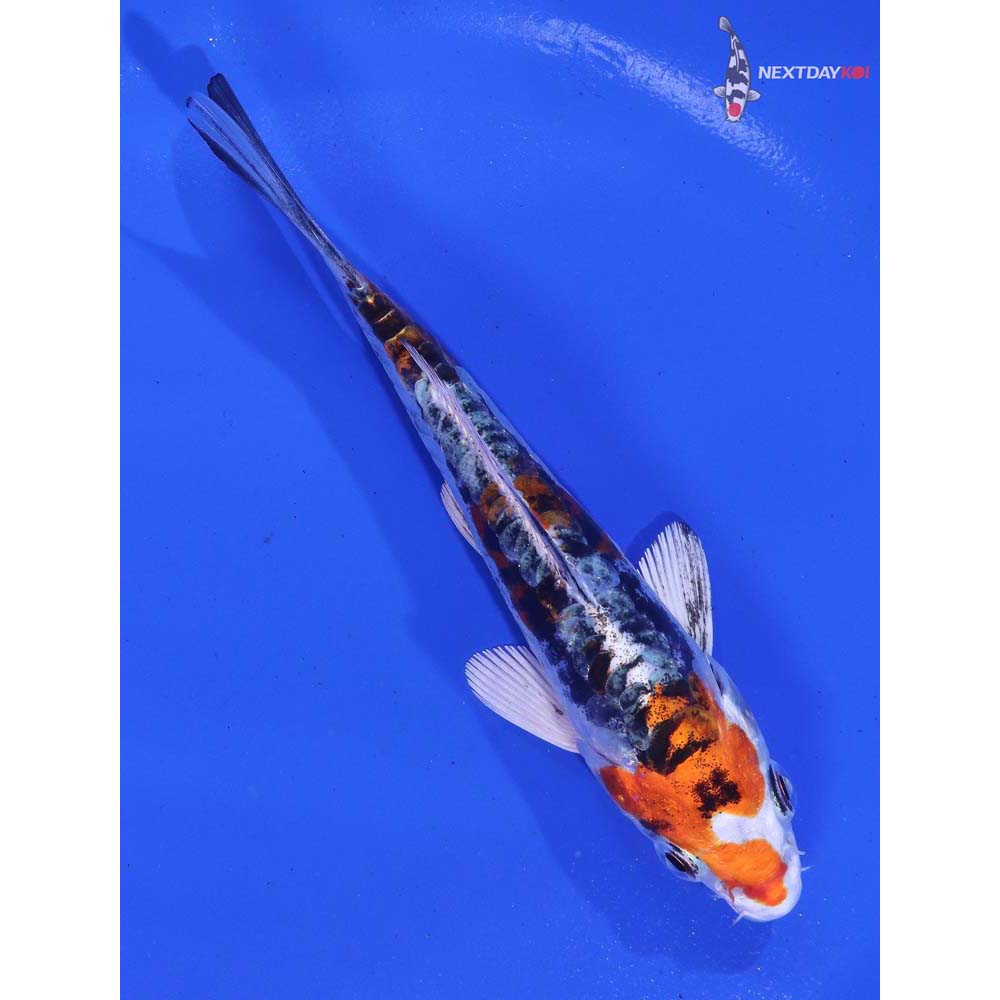 5” Imported Heisei Nishiki