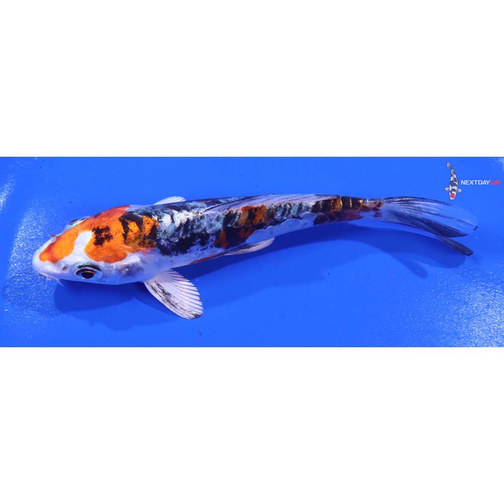 5” Imported Heisei Nishiki