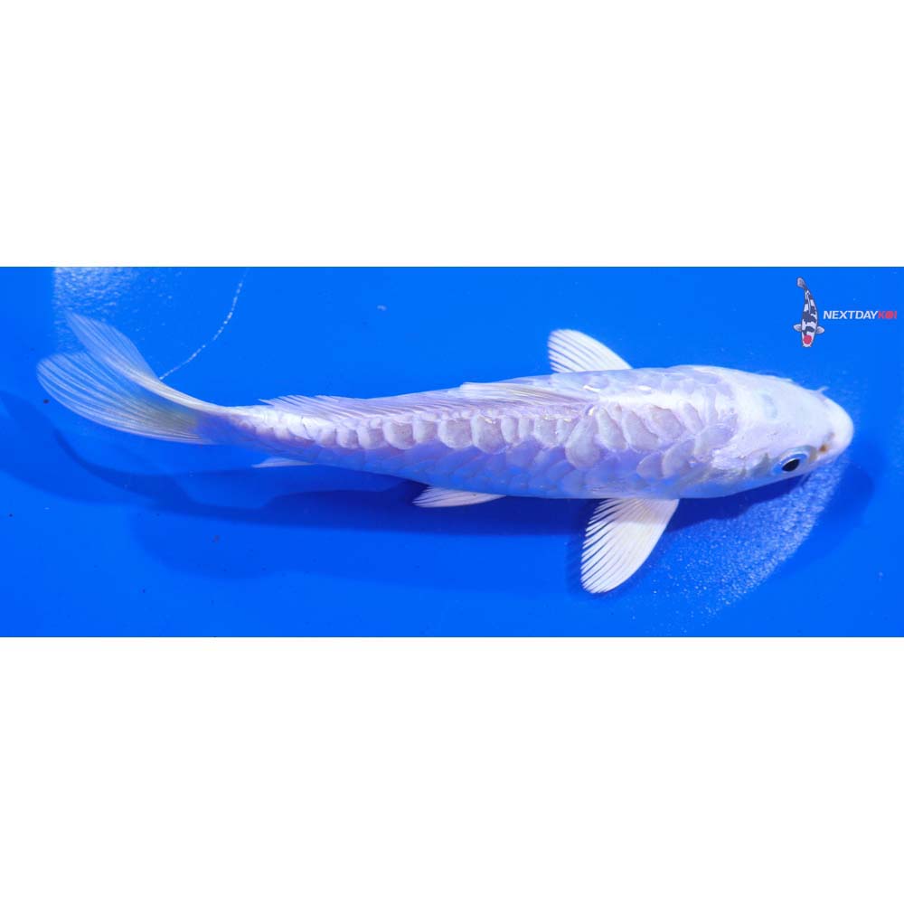 5.5” Imported Armor Scaled Platinum Ogon