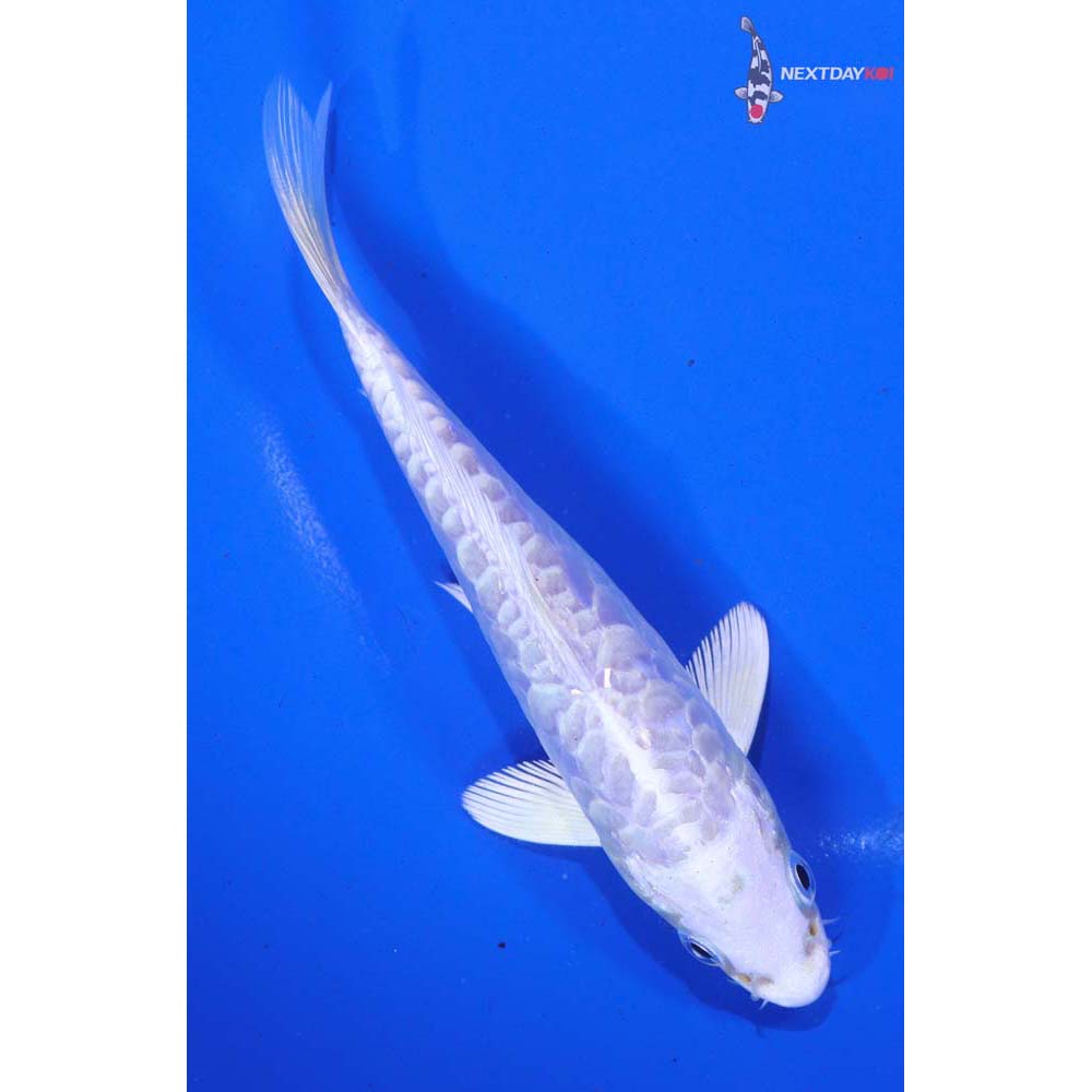 5.5” Imported Armor Scaled Platinum Ogon