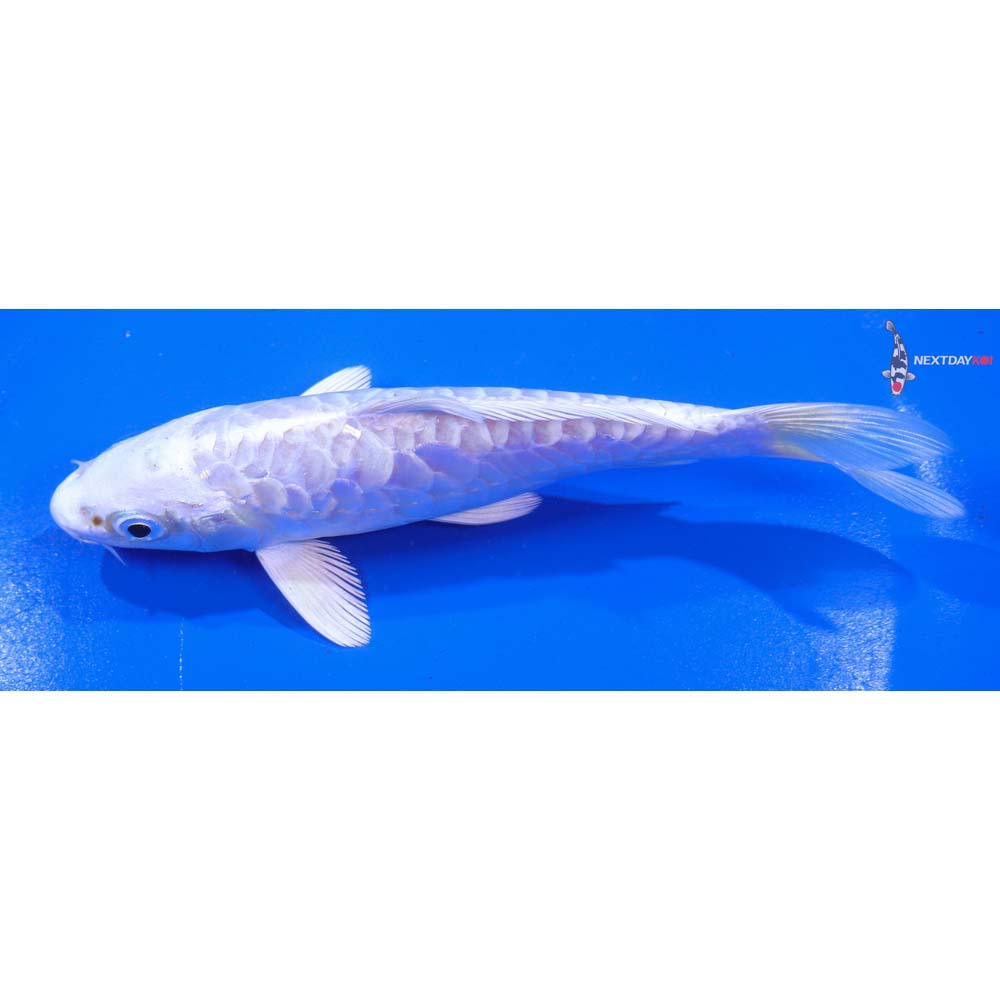 5.5” Imported Armor Scaled Platinum Ogon