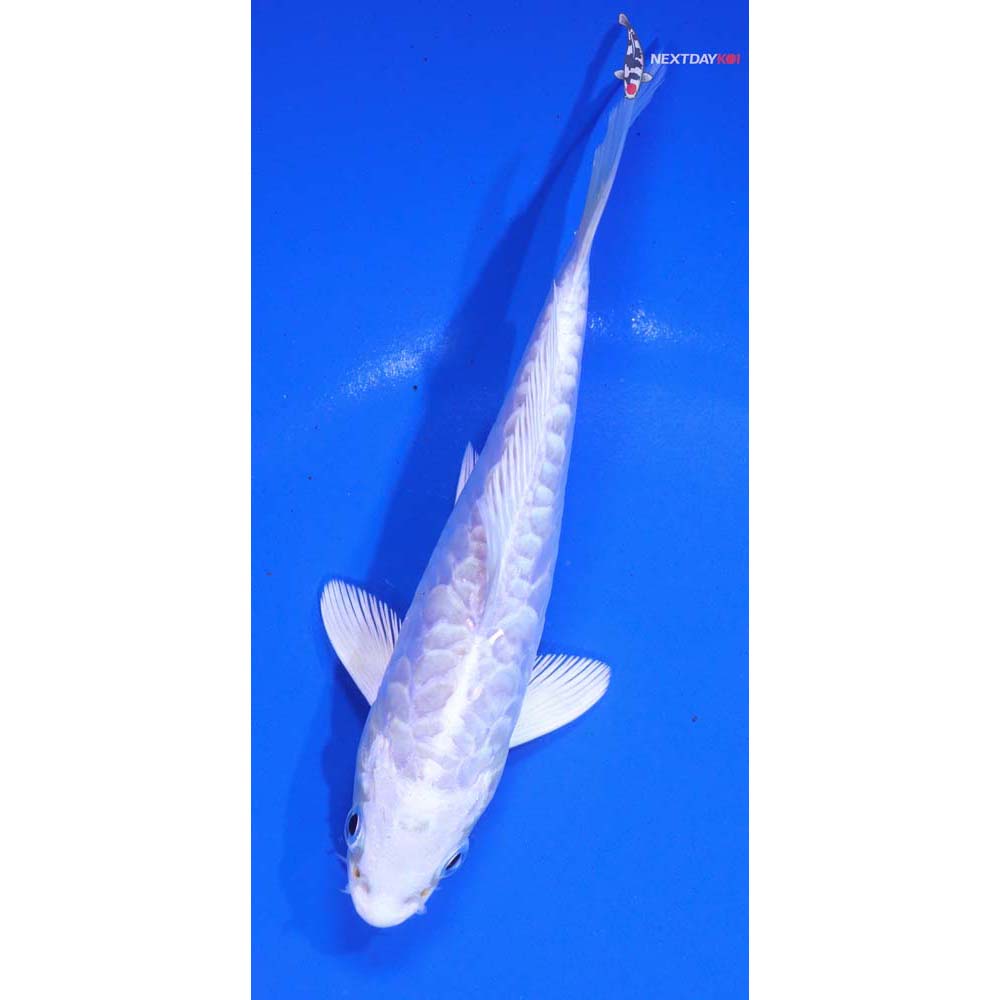 5.5” Imported Armor Scaled Platinum Ogon