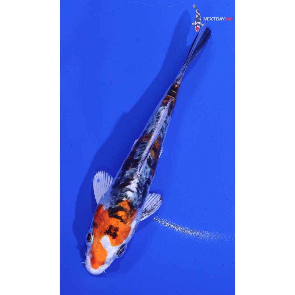 5” Imported Heisei Nishiki