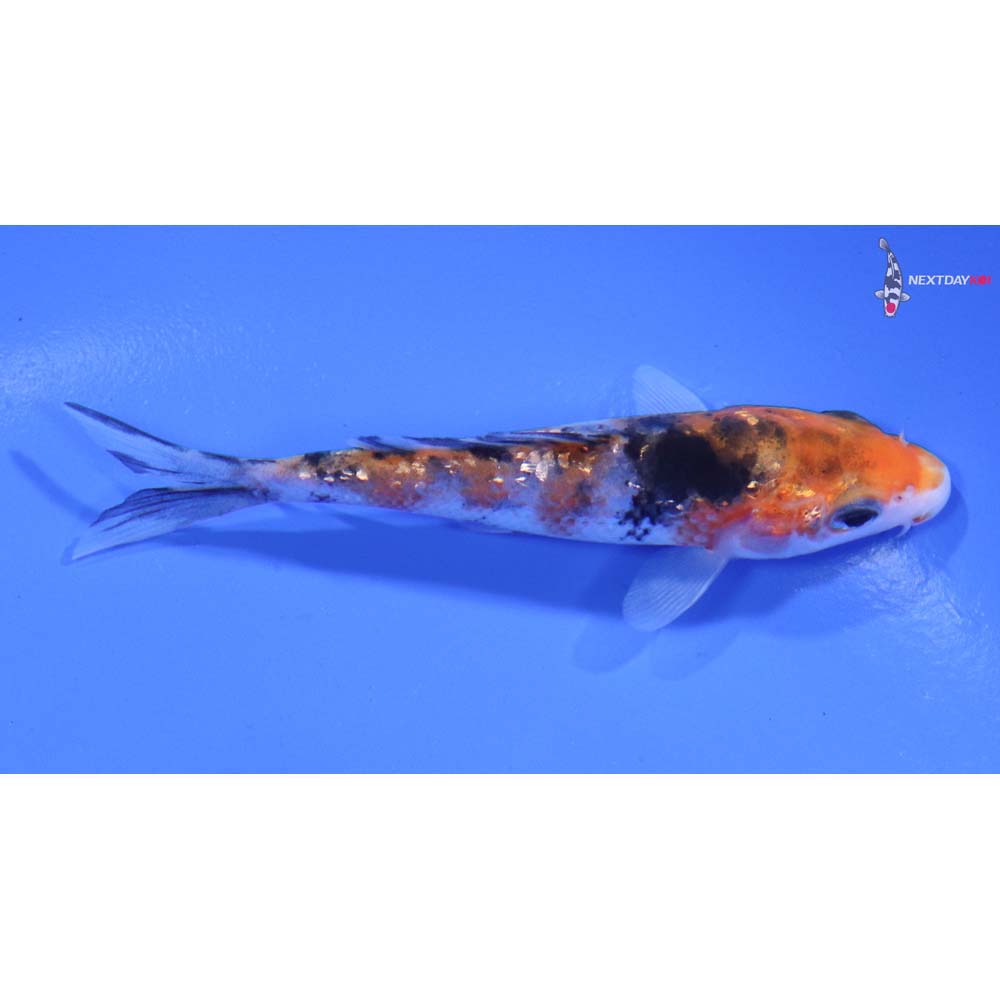 3.5” Imported Gin Rin Sanke