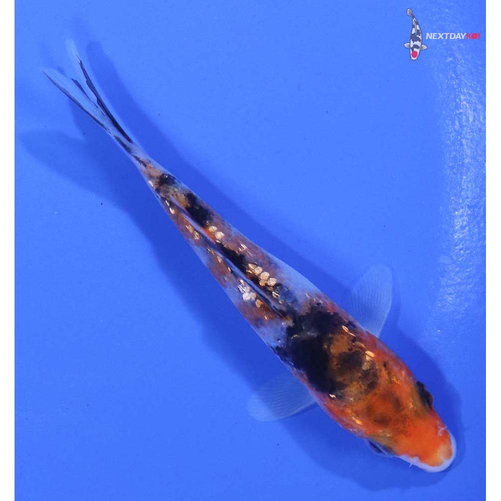 3.5” Imported Gin Rin Sanke