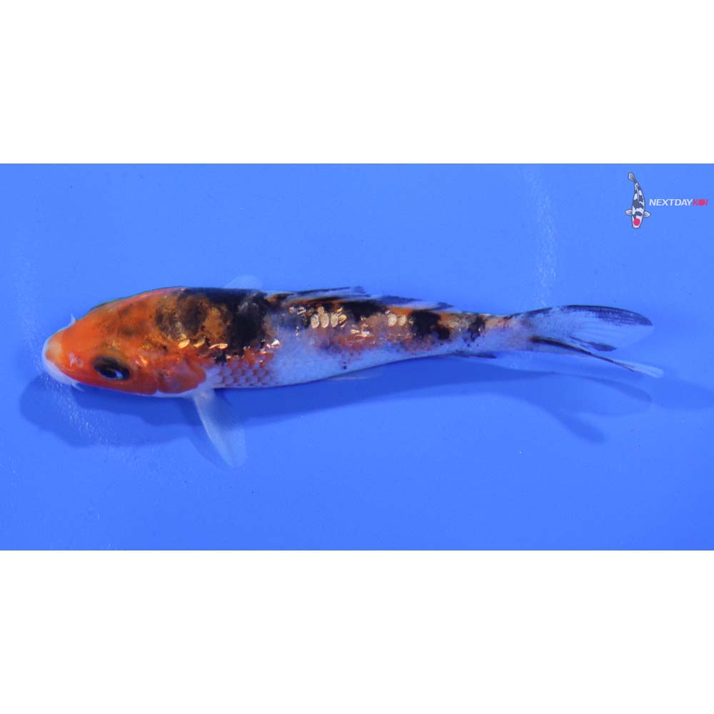 3.5” Imported Gin Rin Sanke