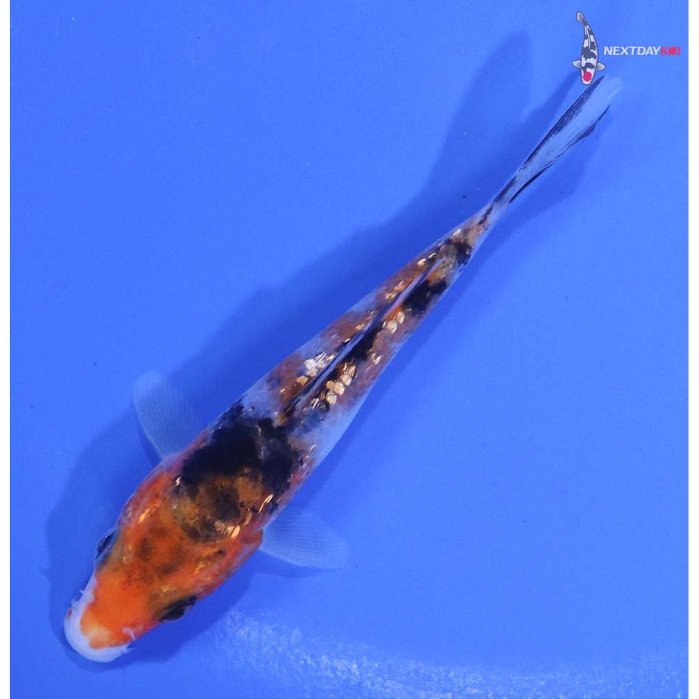 3.5” Imported Gin Rin Sanke