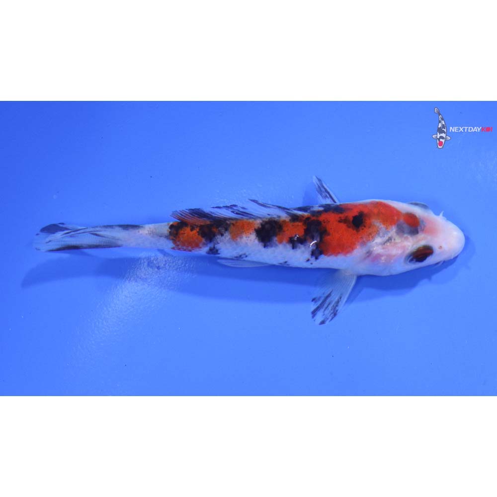 3.5” Imported Sanke