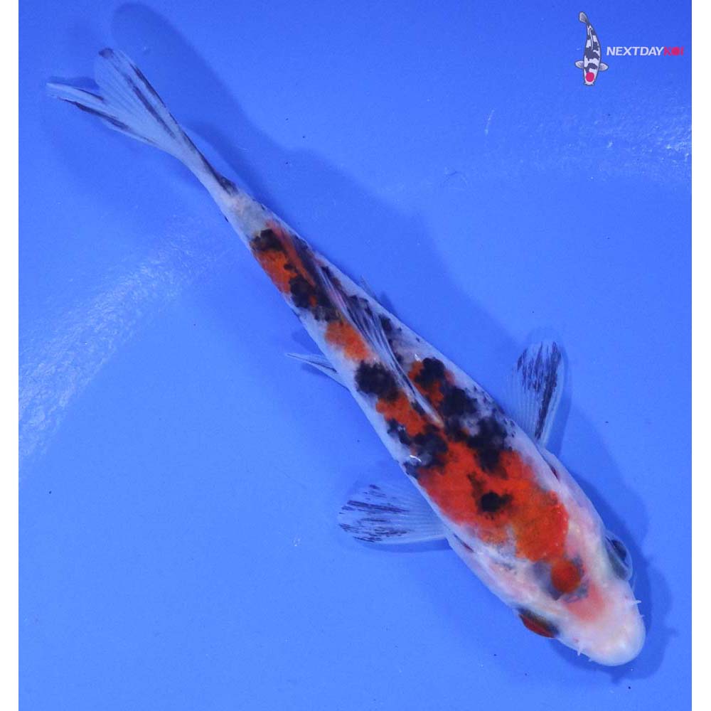 3.5” Imported Sanke