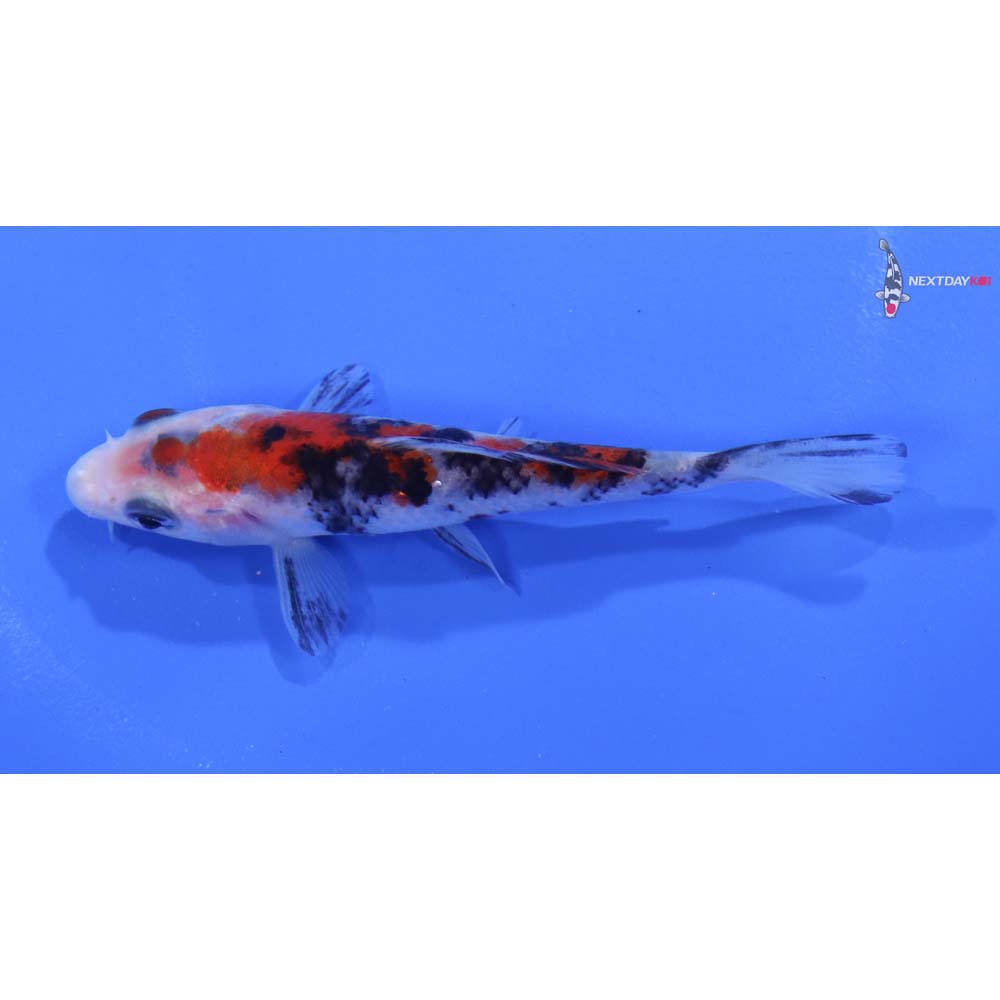 3.5” Imported Sanke