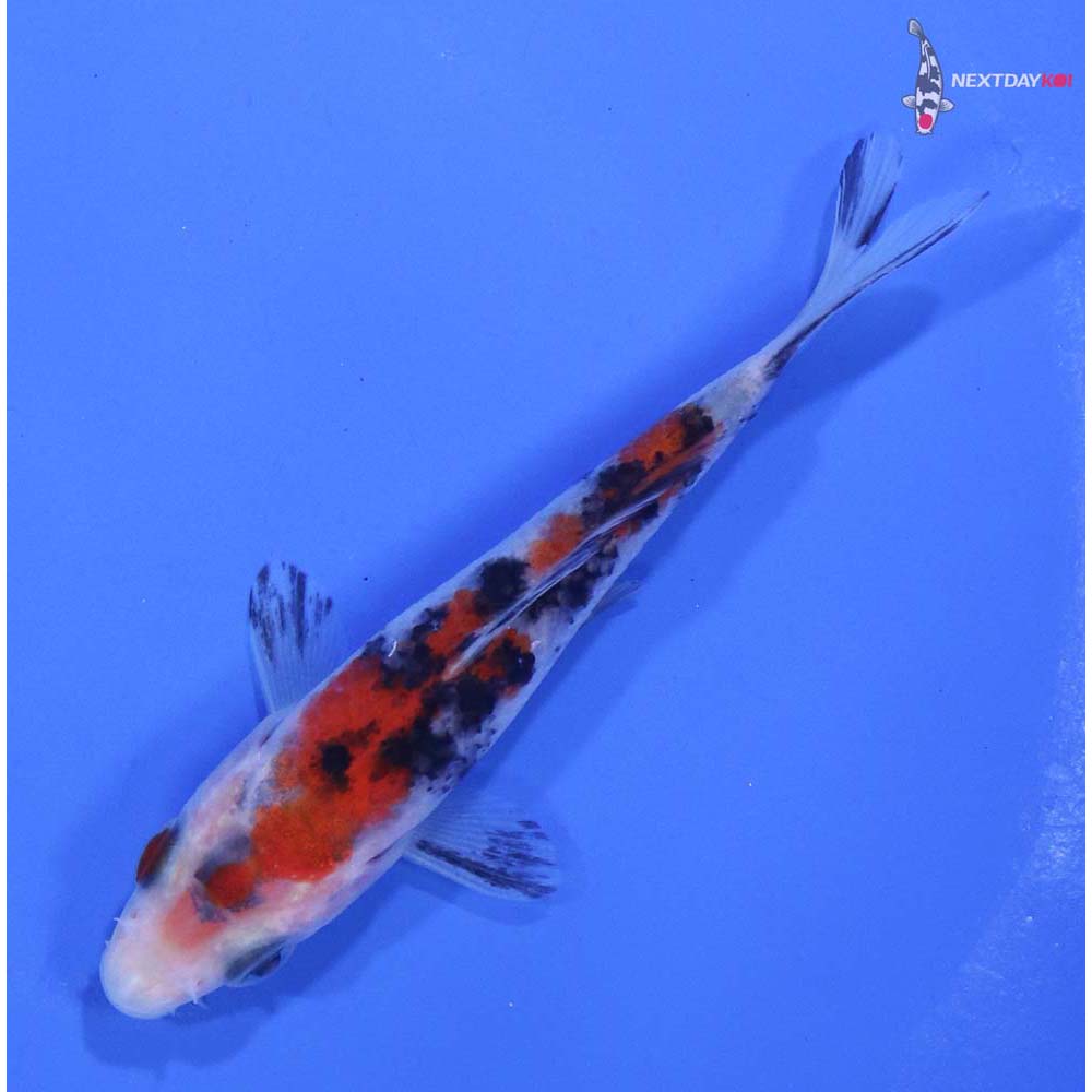 3.5” Imported Sanke