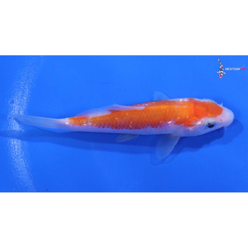3.5” Imported Gin Rin Kohaku