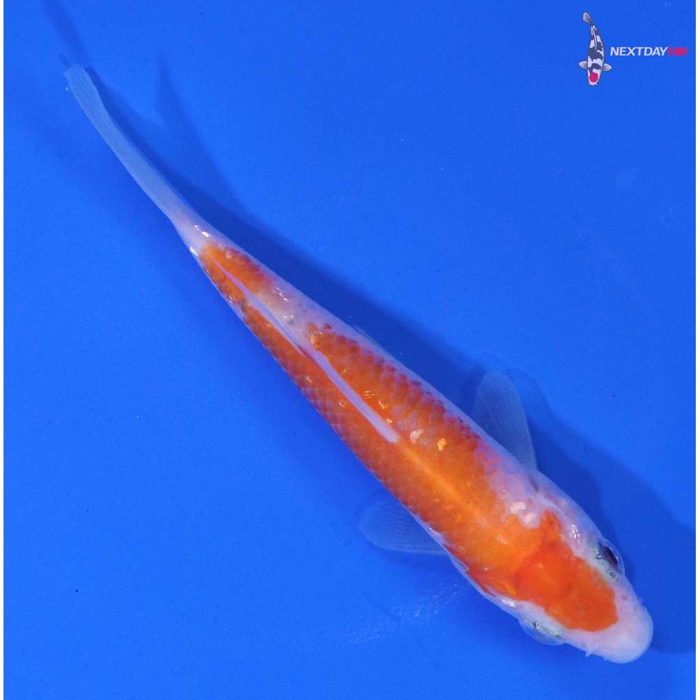 3.5” Imported Gin Rin Kohaku