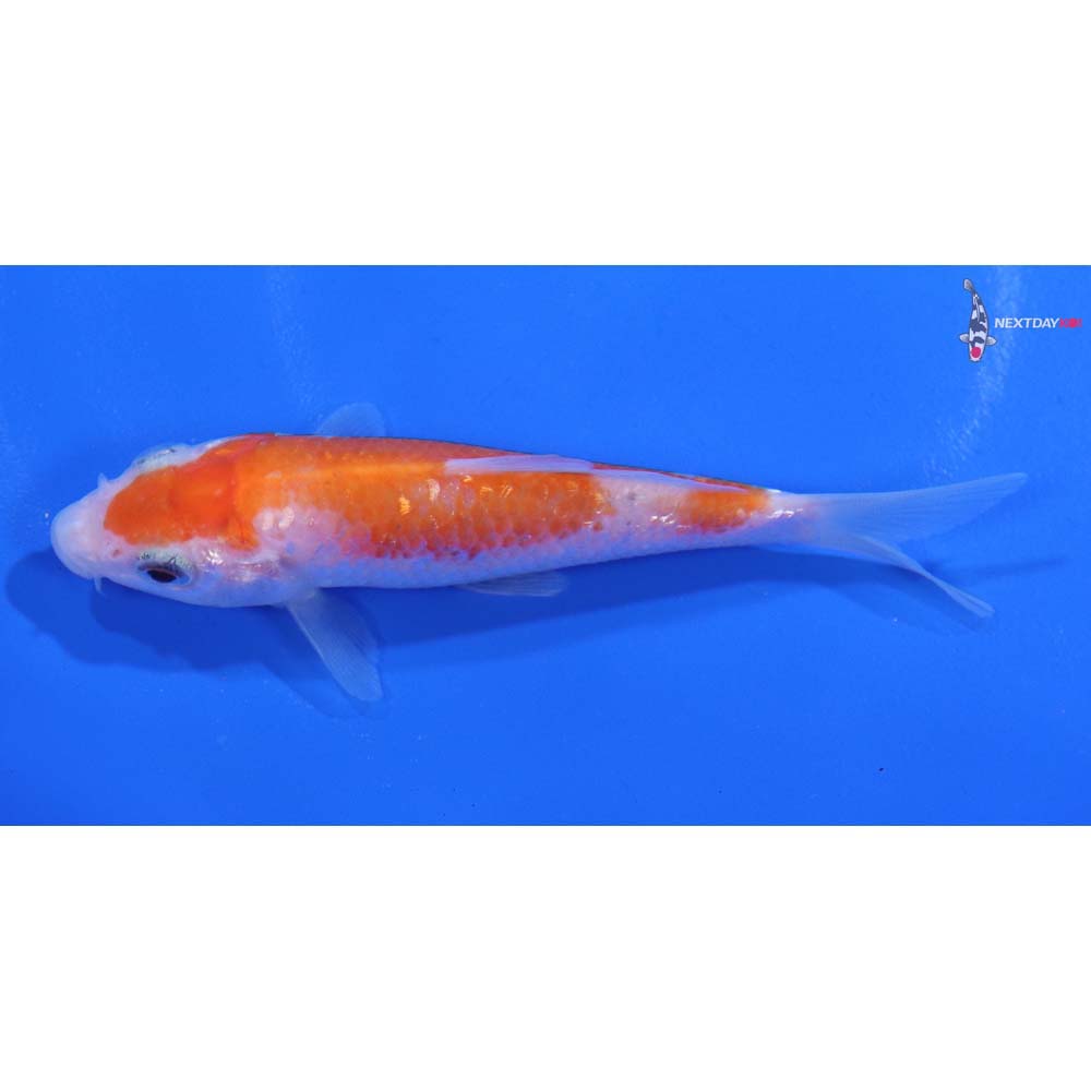 3.5” Imported Gin Rin Kohaku