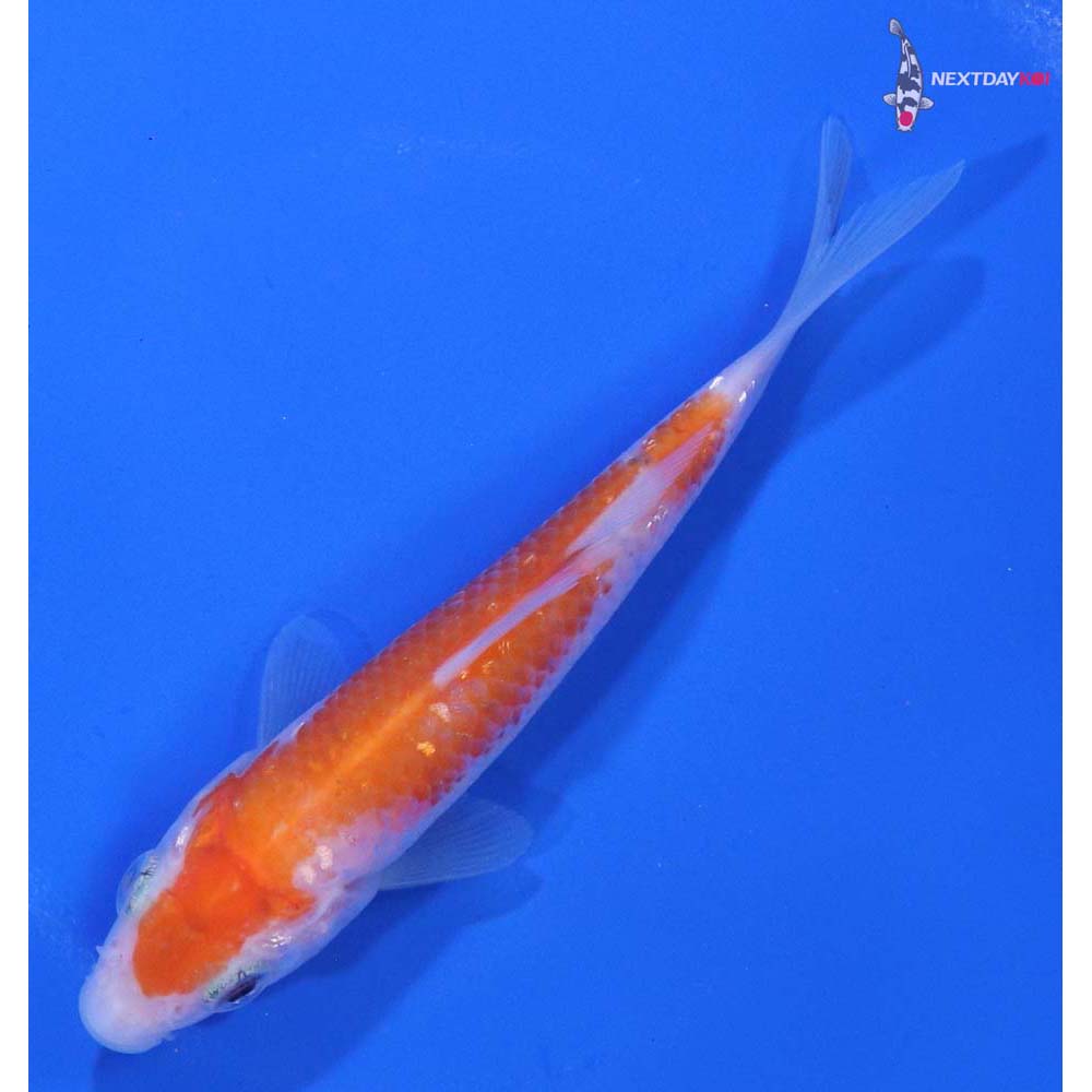 3.5” Imported Gin Rin Kohaku