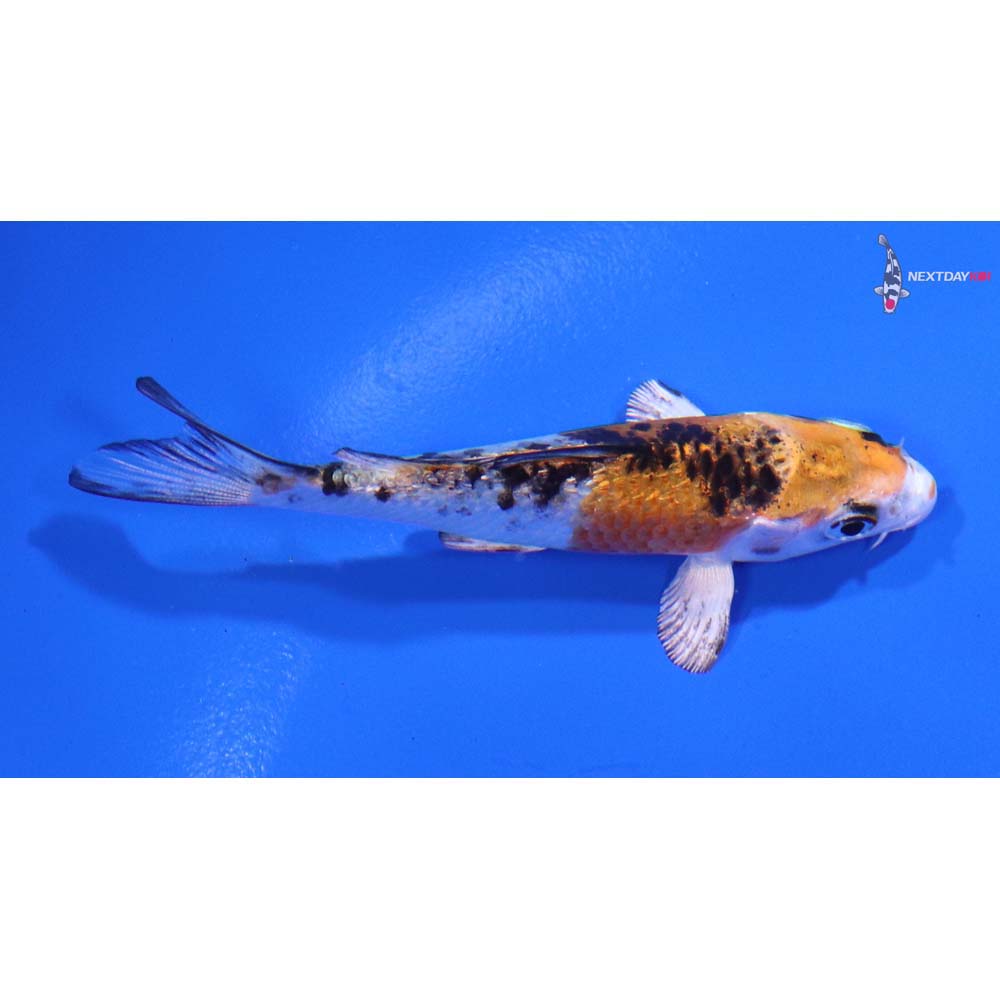 3” Imported Yamato Nishiki