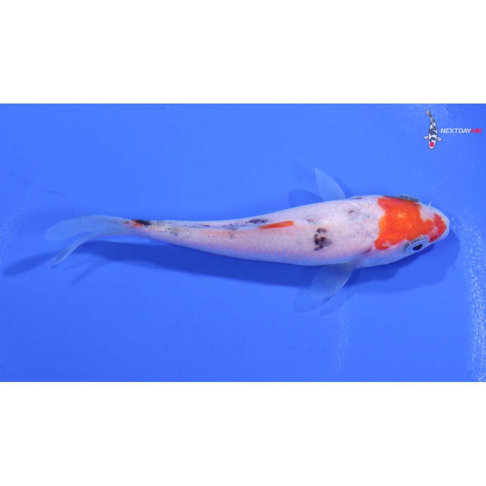 3.5” Imported Sanke