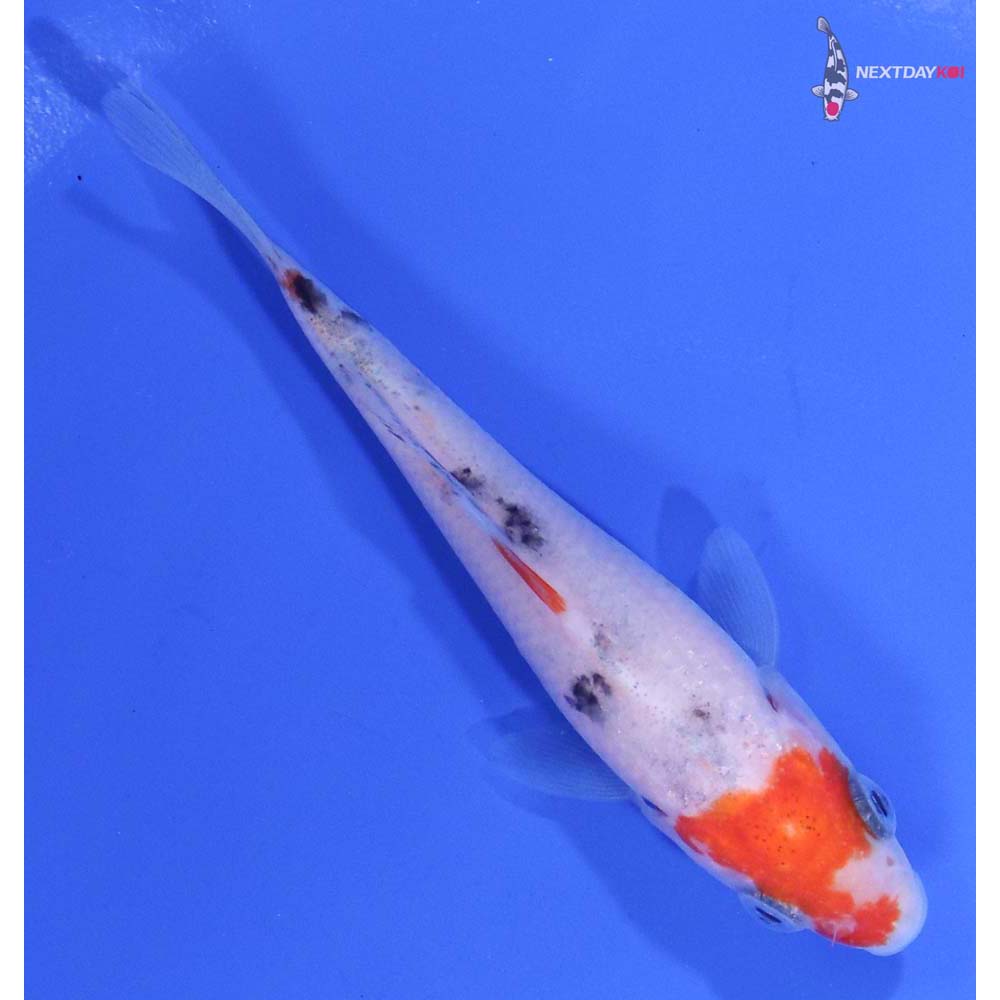 3.5” Imported Sanke