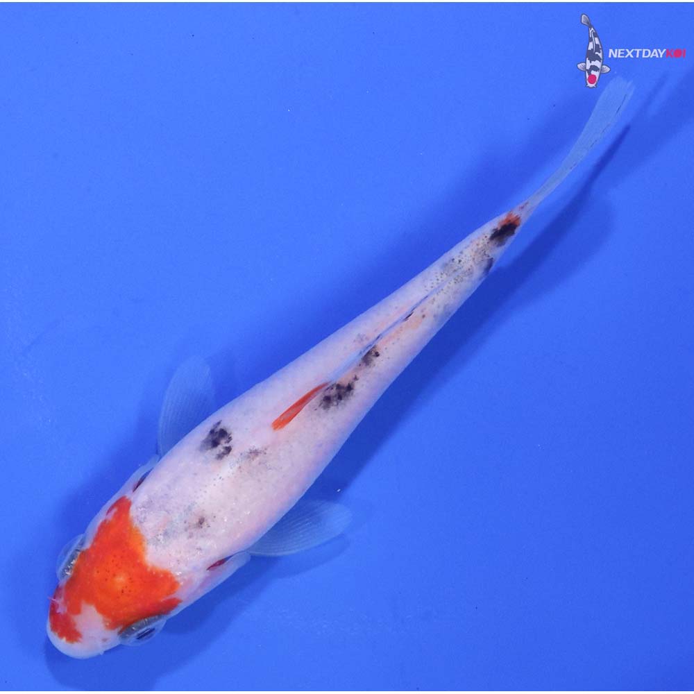 3.5” Imported Sanke