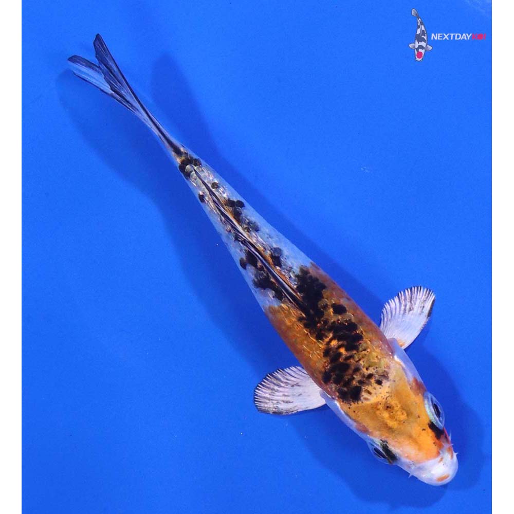 3” Imported Yamato Nishiki