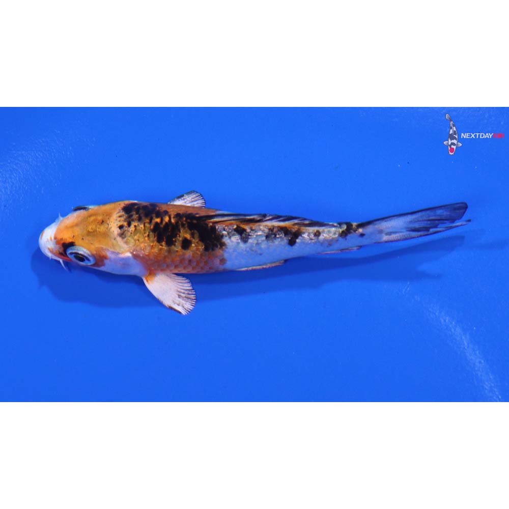 3” Imported Yamato Nishiki