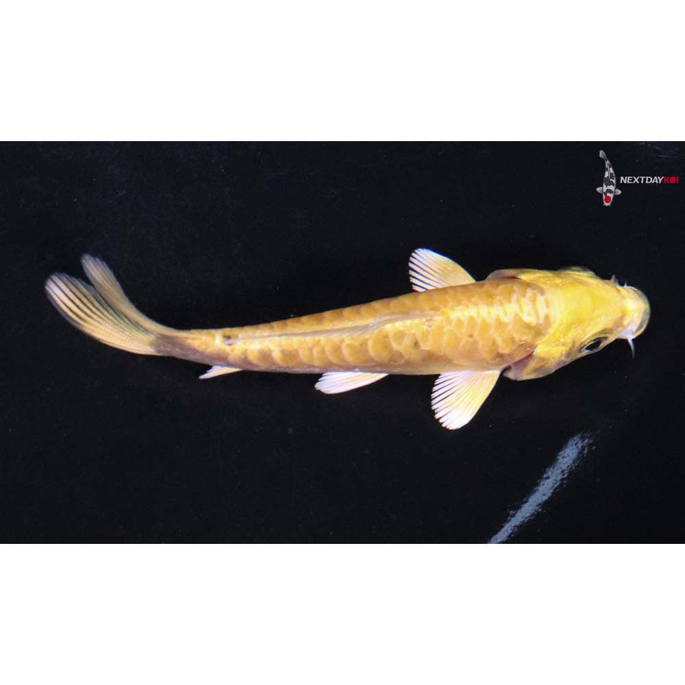 3.5” Imported Doitsu Yamabuki Ogon