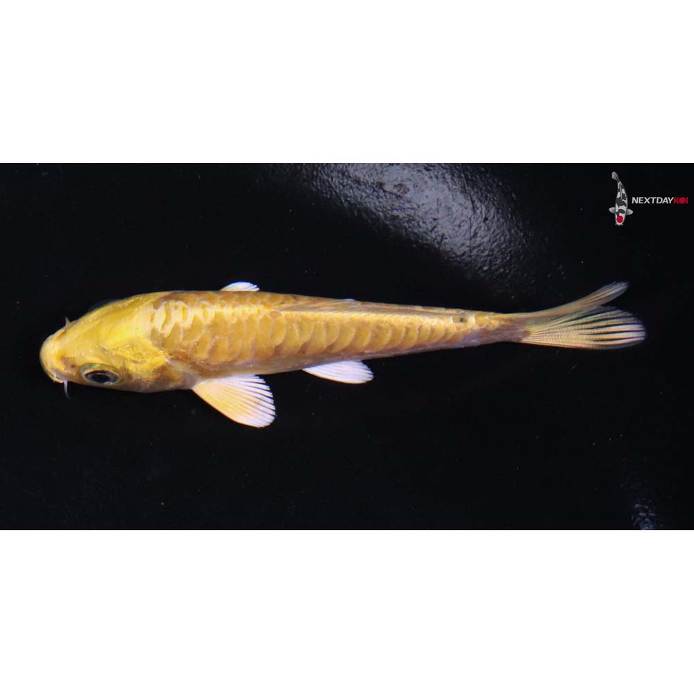 3.5” Imported Doitsu Yamabuki Ogon