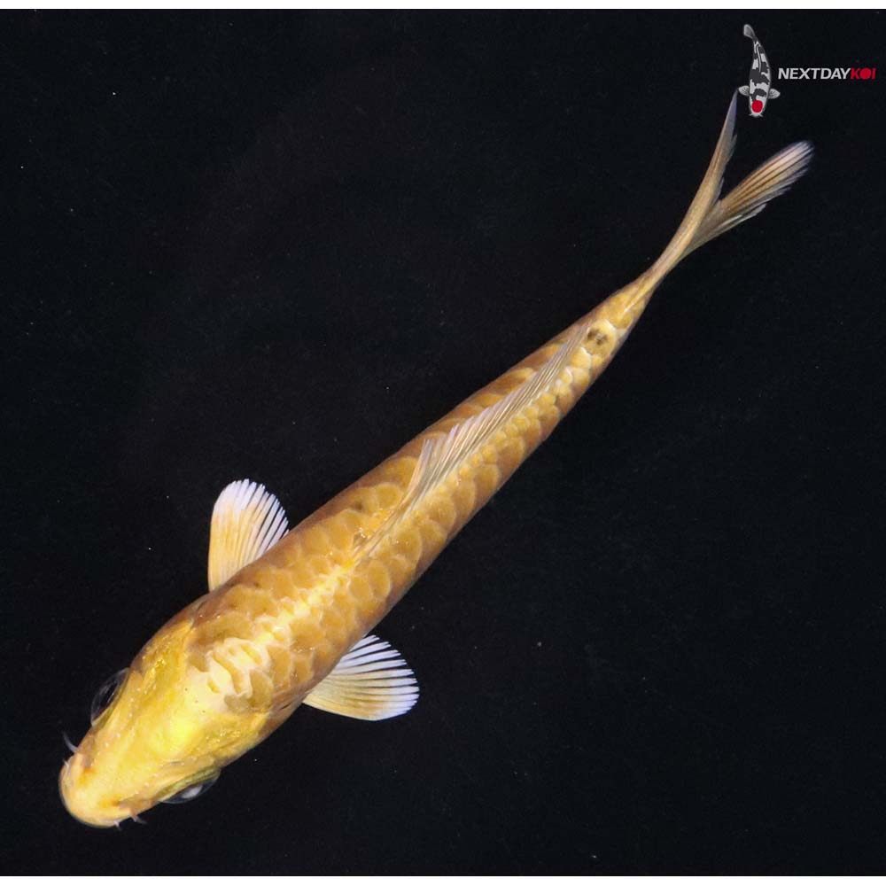 3.5” Imported Doitsu Yamabuki Ogon