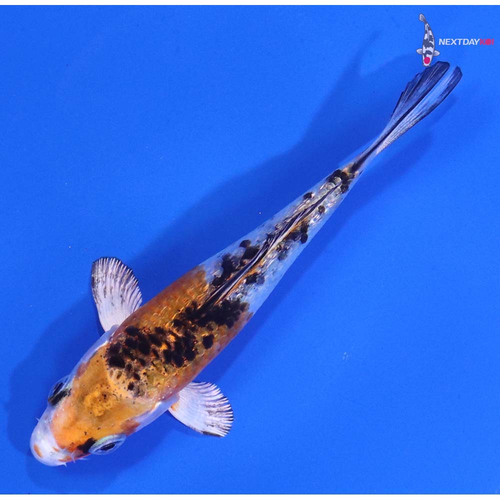 3” Imported Yamato Nishiki