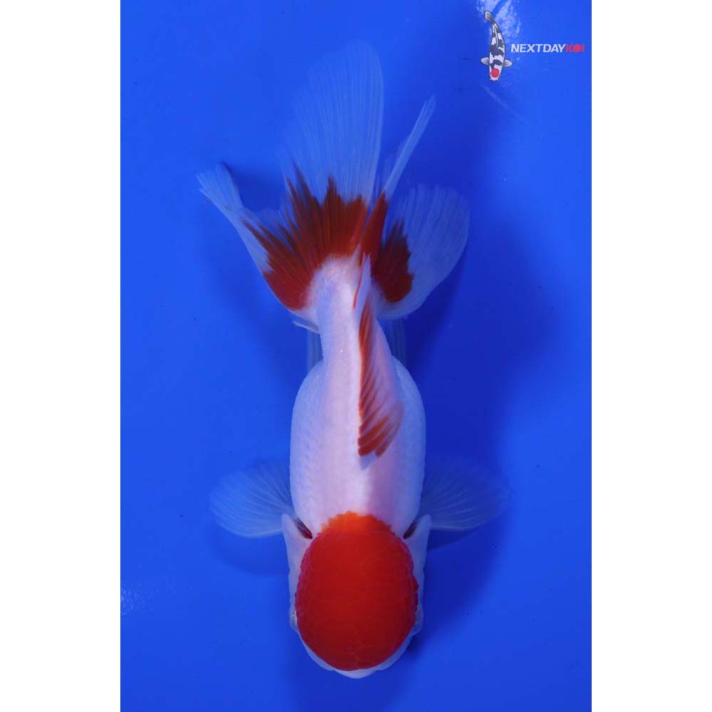 4.5” Imported Red and White Oranda