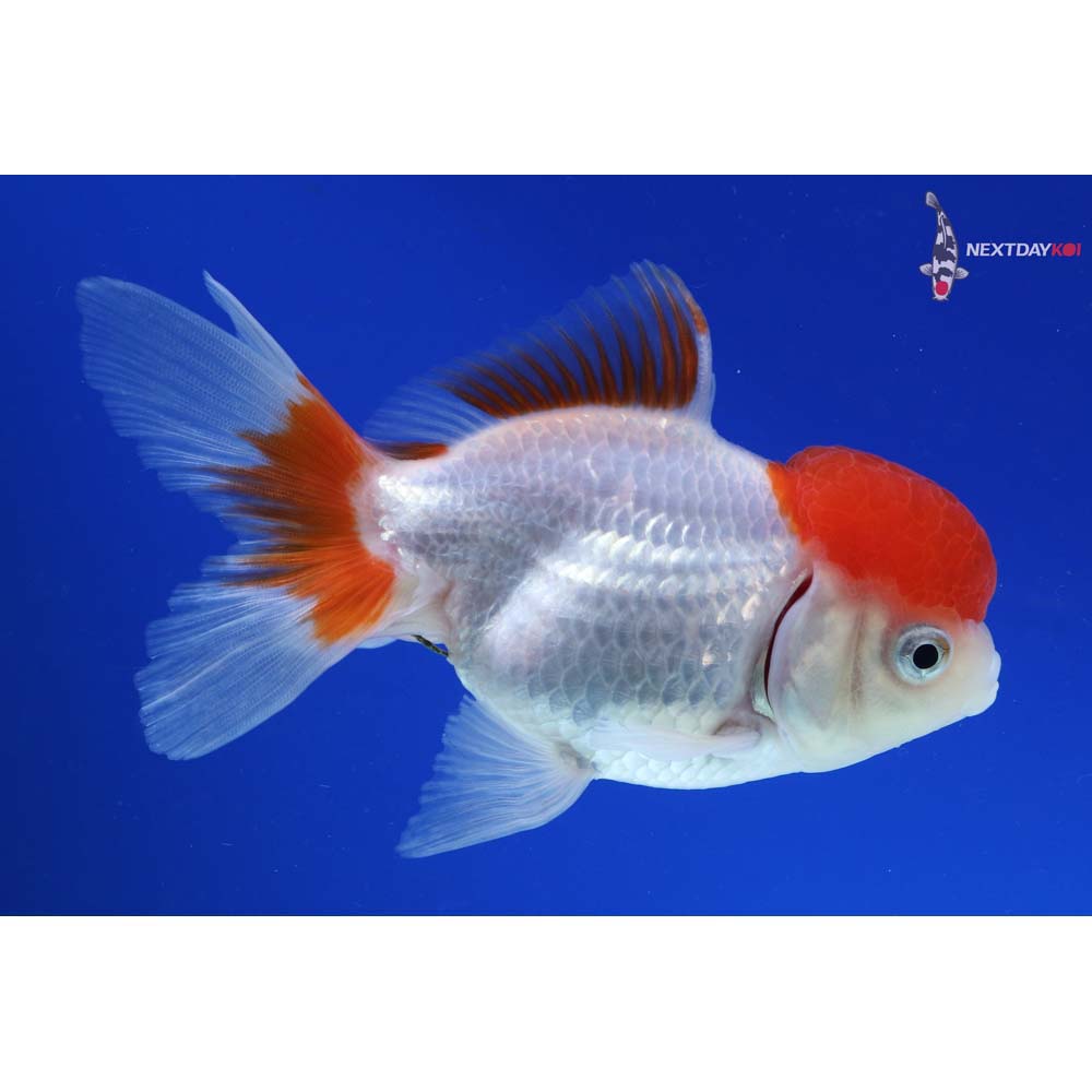 4.5” Imported Red and White Oranda