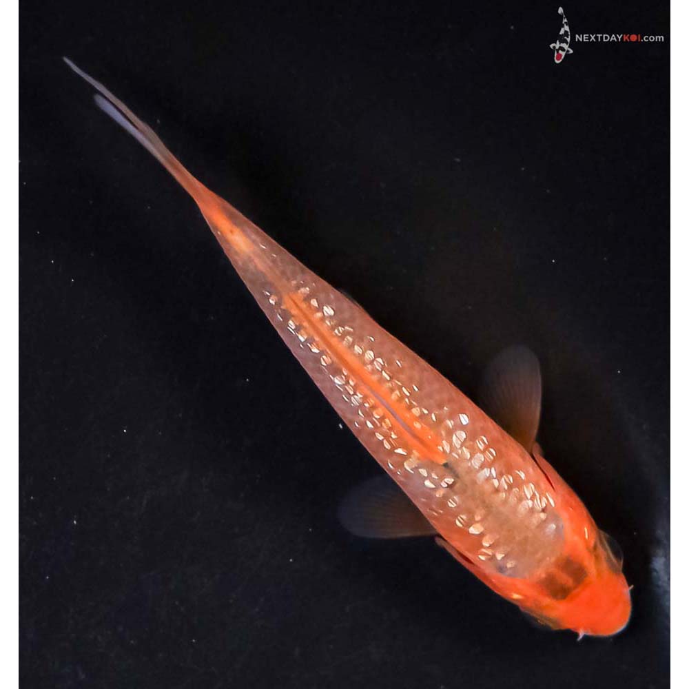 3.5” Imported Gin Rin Hi Asagi