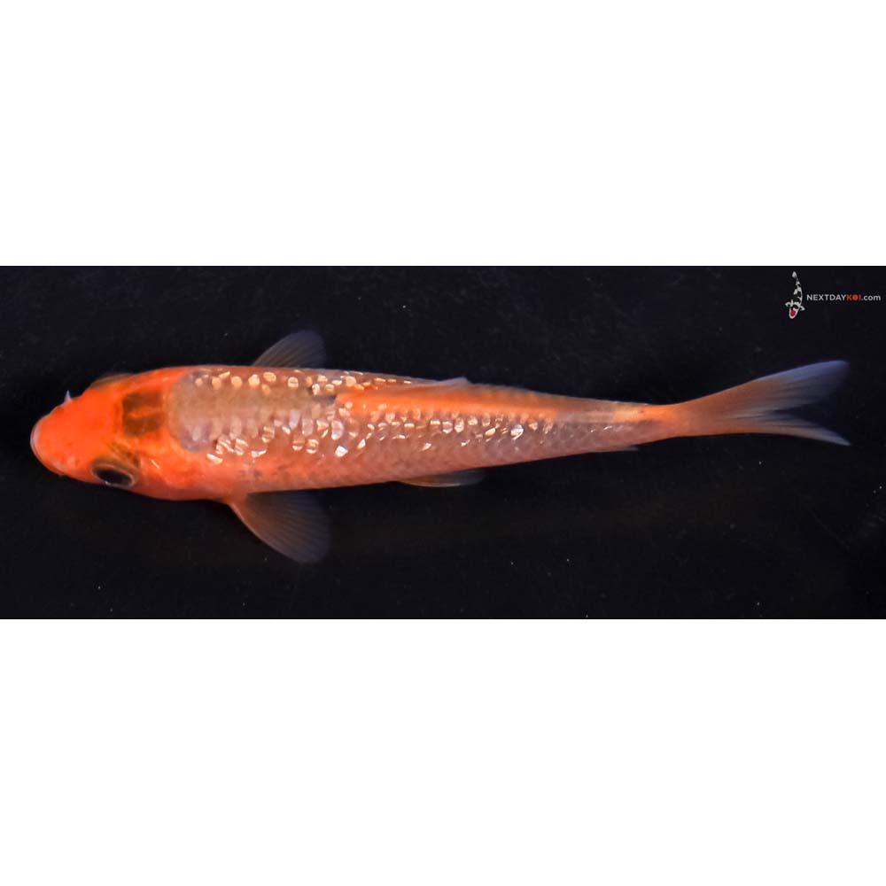 3.5” Imported Gin Rin Hi Asagi