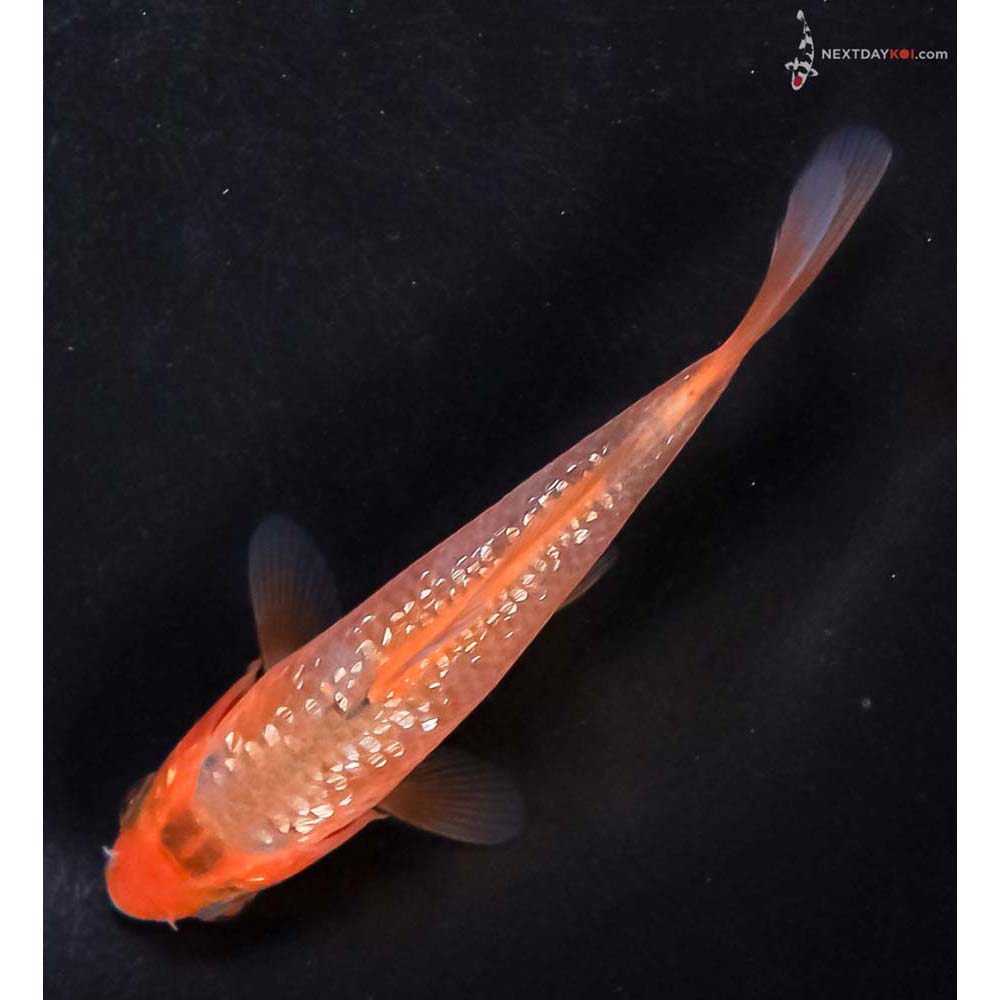 3.5” Imported Gin Rin Hi Asagi