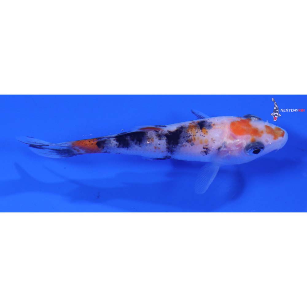 2.5” Imported Sanke