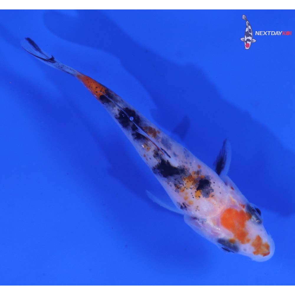 2.5” Imported Sanke