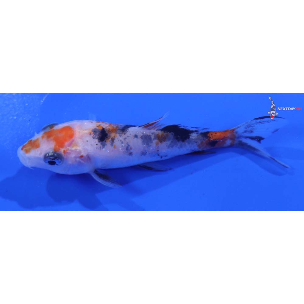 2.5” Imported Sanke