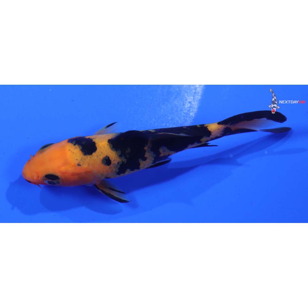 3.5” Imported Aka Bekko