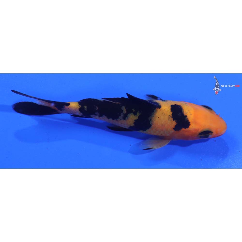 3.5” Imported Aka Bekko