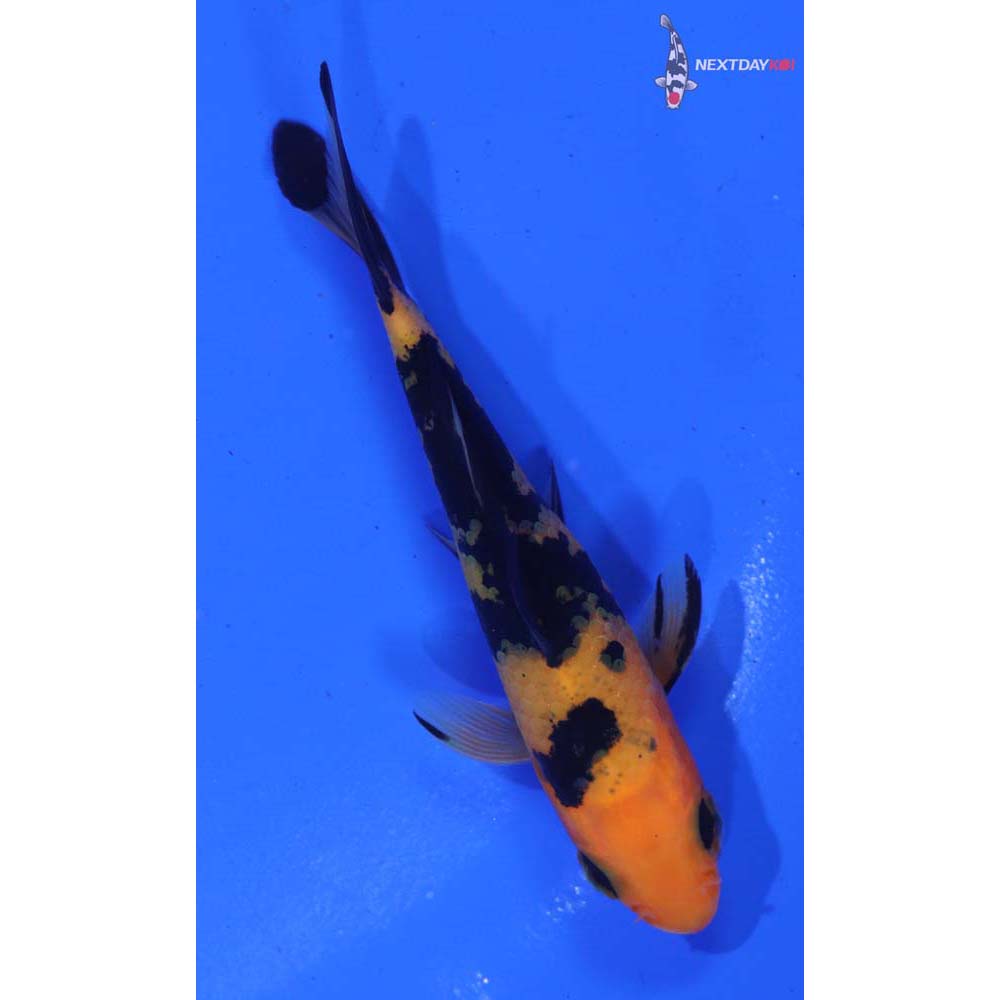 3.5” Imported Aka Bekko