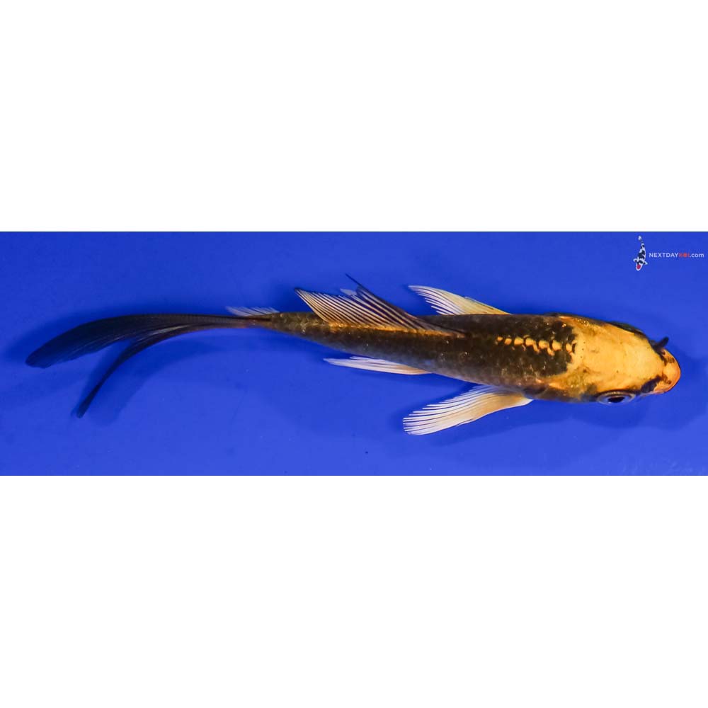 3.5” Imported Ki Matsuba Butterfly Koi