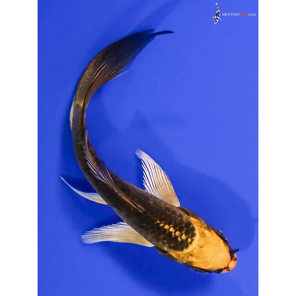 3.5” Imported Ki Matsuba Butterfly Koi